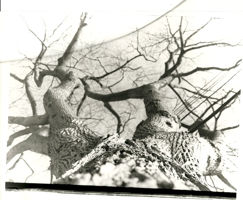 Up the Trails of Bark